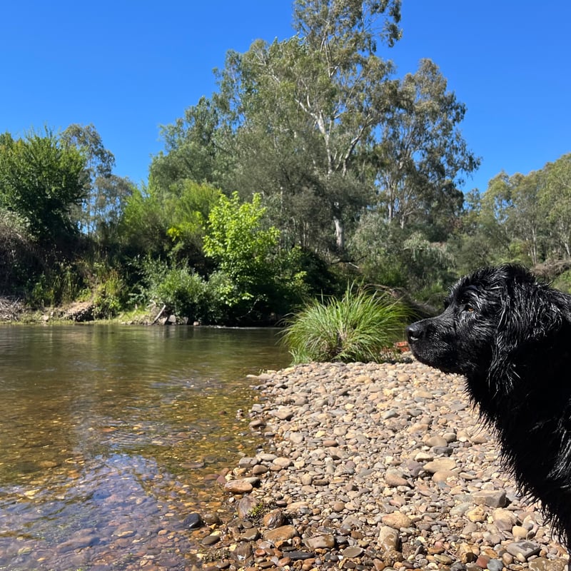 A dog by a sunny mountain stream