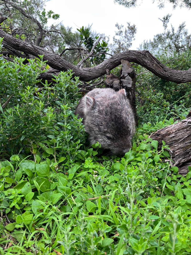 A wombat